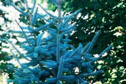 <img250*0:stuff/z/169023/Tree%2520Stock/i1256081427_14.jpg>