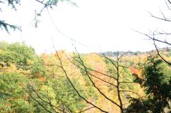 <img250*0:stuff/z/169023/Tree%2520Stock/i1256081427_15.jpg>