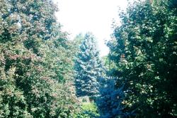 <img250*0:stuff/z/169023/Tree%2520Stock/i1256081427_16.jpg>