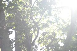 <img250*0:stuff/z/169023/Tree%2520Stock/i1256081427_17.jpg>
