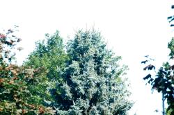 <img250*0:stuff/z/169023/Tree%2520Stock/i1256081427_18.jpg>