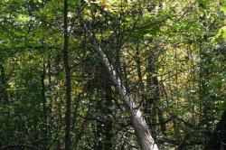 <img250*0:stuff/z/169023/Tree%2520Stock/i1256081427_19.jpg>