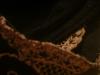 <img100*0:stuff/z/169023/UC2%2520006/i1259862950_29.jpg>