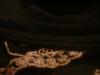 <img100*0:stuff/z/169023/UC2%2520006/i1259862951_39.jpg>