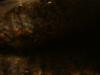 <img100*0:stuff/z/169023/UC4%2520003/i1259863604_5.jpg>