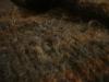 <img100*0:stuff/z/169023/UC4%2520003/i1259863605_35.jpg>