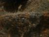 <img100*0:stuff/z/169023/UC4%2520003/i1259863605_38.jpg>