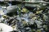 <img100*0:stuff/z/169023/Water%2520Stock/i1277155319_6.jpg>