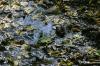 <img100*0:stuff/z/169023/Water%2520Stock/i1277155321_30.jpg>