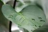 <img100*0:stuff/z/169023/Wet%2520Leaves/i1278954579_6.jpg>