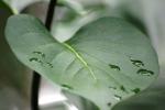 wet leaves