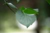 <img100*0:stuff/z/169023/Wet%2520Leaves/i1278954580_10.jpg>