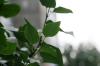 <img100*0:stuff/z/169023/Wet%2520Leaves/i1278954580_13.jpg>