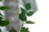 <img100*0:stuff/z/169023/Wet%2520Leaves/i1278954580_17.jpg>
