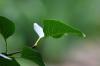 <img100*0:stuff/z/169023/Wet%2520Leaves/i1278954580_20.jpg>
