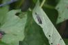 <img100*0:stuff/z/169023/Wet%2520Leaves/i1278954580_21.jpg>