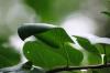 <img100*0:stuff/z/169023/Wet%2520Leaves/i1278954580_27.jpg>