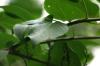 <img100*0:stuff/z/169023/Wet%2520Leaves/i1278954580_29.jpg>