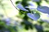 <img100*0:stuff/z/169023/Wet%2520Leaves/i1278954580_30.jpg>