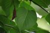 <img100*0:stuff/z/169023/Wet%2520Leaves/i1278954580_33.jpg>