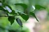 <img100*0:stuff/z/169023/Wet%2520Leaves/i1278954580_36.jpg>