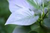 <img100*0:stuff/z/169023/Wet%2520Leaves/i1278954580_7.jpg>