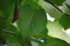 <img100*0:stuff/z/169023/Wet%2520Leaves/i1278954580_8.jpg>