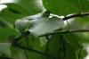 <img100*0:stuff/z/169023/Wet%2520Leaves/i1278954581_39.jpg>