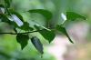 <img100*0:stuff/z/169023/Wet%2520Leaves/i1278954581_40.jpg>