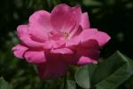 <img150*0:stuff/z/169023/Wild%2520Roses.2/i1278025352_1.jpg>