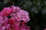<img150*0:stuff/z/169023/Wild%2520Roses.2/i1278025352_10.jpg>