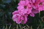 <img150*0:stuff/z/169023/Wild%2520Roses.2/i1278025352_11.jpg>