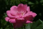 <img150*0:stuff/z/169023/Wild%2520Roses.2/i1278025352_2.jpg>