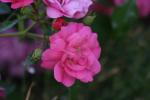 <img150*0:stuff/z/169023/Wild%2520Roses.2/i1278025352_3.jpg>