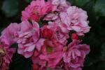 <img150*0:stuff/z/169023/Wild%2520Roses.2/i1278025352_4.jpg>
