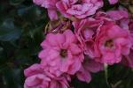 <img150*0:stuff/z/169023/Wild%2520Roses.2/i1278025352_5.jpg>