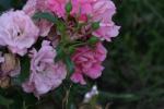 <img150*0:stuff/z/169023/Wild%2520Roses.2/i1278025352_6.jpg>