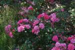 <img150*0:stuff/z/169023/Wild%2520Roses.2/i1278025352_7.jpg>