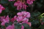 <img150*0:stuff/z/169023/Wild%2520Roses.2/i1278025352_8.jpg>