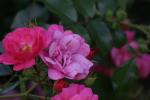 <img150*0:stuff/z/169023/Wild%2520Roses.2/i1278025352_9.jpg>