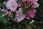 <img150*0:stuff/z/169023/Wild%2520Roses.2/i1278025353_12.jpg>