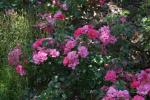<img150*0:stuff/z/169023/Wild%2520Roses.2/i1278025353_13.jpg>