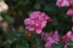 <img150*0:stuff/z/169023/Wild%2520Roses.2/i1278025353_14.jpg>