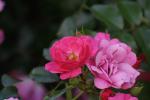 <img150*0:stuff/z/169023/Wild%2520Roses.2/i1278025353_15.jpg>