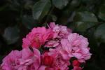 <img150*0:stuff/z/169023/Wild%2520Roses.2/i1278025353_16.jpg>