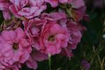 <img150*0:stuff/z/169023/Wild%2520Roses.2/i1278025353_17.jpg>
