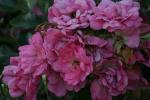 <img150*0:stuff/z/169023/Wild%2520Roses.2/i1278025353_18.jpg>