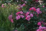 <img150*0:stuff/z/169023/Wild%2520Roses.2/i1278025353_19.jpg>