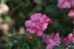 <img150*0:stuff/z/169023/Wild%2520Roses.2/i1278025353_20.jpg>