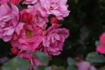 <img150*0:stuff/z/169023/Wild%2520Roses.2/i1278025353_21.jpg>